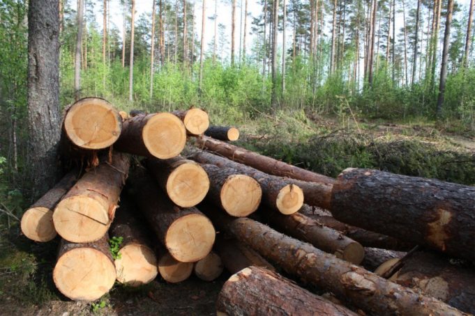 Через вирубку лісів Україна страждає від браку води – міністр