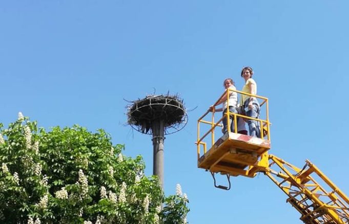 Обстеження зоозахисниками лелечого гнізда 20 травня за допомогую підйомника