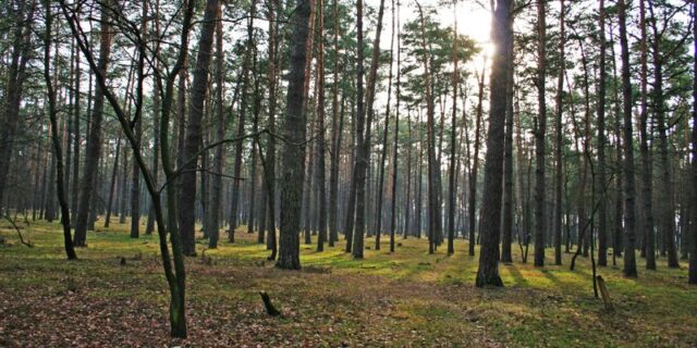 Горобець проти Федорів: нардеп відхрещується від дерибанників Біличанського лісу